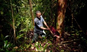 Незаконна вирубка лісу приносить шахраям $15 млрд. прибутку