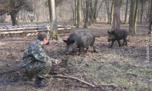 Зубрів на Волині рахують за відбитками копит і жмутом шерсті
