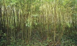 На кисилинських землях вирощуватимуть енергетичну лозу