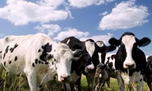 У волинських селян більшає корів