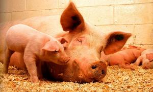 Африканська чума свиней підбирається до Волині
