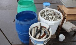 На Варшавському ринку вилучити більше 100 кг невідомої риби