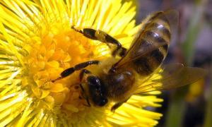 У Баєві Луцького району створюють музей бджільництва