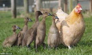 Квочка помилилась гніздом і висиділа каченят