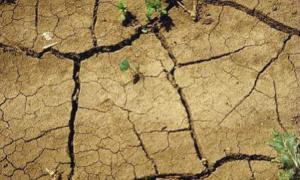 Британія потерпає від посухи: люди збирають навіть росу