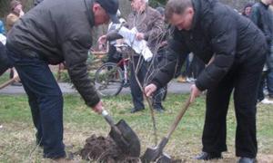 Луцький парк засаджують молодими деревами і кущами