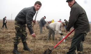 На Волині насадили понад 280 гектарів лісу