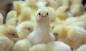 Узбецьким вчителям видали зарплату курчатами