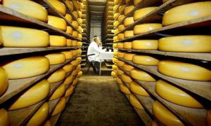 Росіяни, перевіряючи українські сири, знайшли пальмову олію у власній продукції