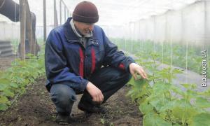 По огірки до Граддя їдуть з усього району