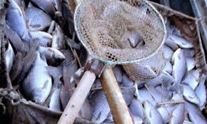 На Волині заборонено рибалити у зв’язку із нерестом