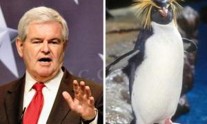 На кандидата у президенти США напав пінгвін