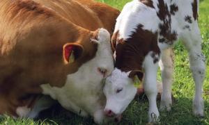 За утримання молодняка ВРХ селянам даватимуть дотацію «безпосередньо в руки»