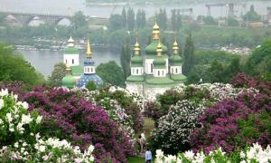 У Києві від спеки разом зацвіли всі дерева і бузок