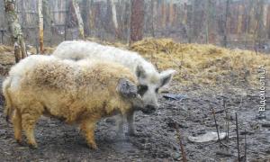 У поліському селі розводять кучерявих свиней