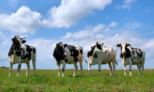 Дотації на голову худоби селянам почнуться платити з 1 червня