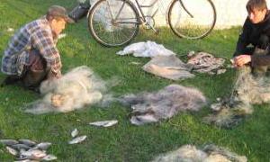 Наловили риби майже на 5 тисяч гривень