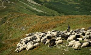 Україна експортуватиме баранину на Близький Схід