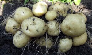 У львівській картоплі виявили рак