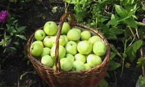 Цього року Україна може зібрати рекордний урожай яблук