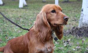 Пес Бейб допоміг знайти зброю у білоруса