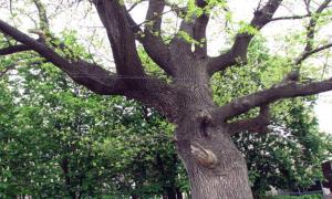 У волинському заповіднику зрубали 200-літнього дуба