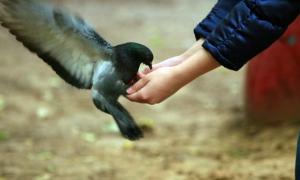 У Женеві за годівлю голубів штрафують на 180 євро