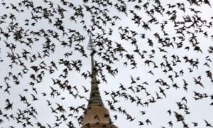 Монахи заробляють $5000 на посліді кажанів