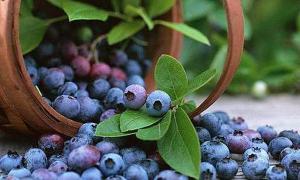 Плантації чорниці не переведуться на Волині ще багато років