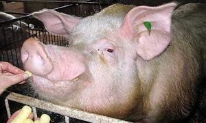 До Києва у супроводі охорони прибув кнур-віщун