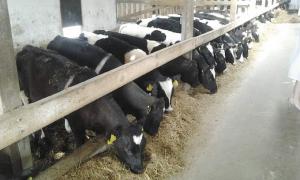 Доярка господарства «Перлина Турії» заробляє 240 гривень на день