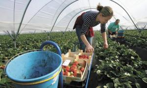 Українські заробітчани можуть зробити в Італії кар’єру