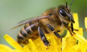 Вчені з’ясували, чому вимирають бджоли
