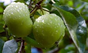 Урагани та зливи залишать українців без яблук