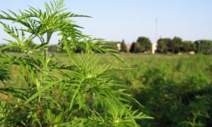 На Волині борються із бур’яном амброзією