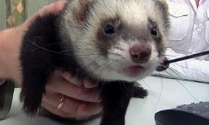 Тхір Фред — найкращий віщун на Євро-2012