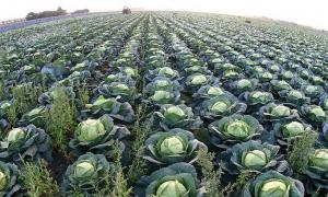 Червневі зливи і град знищили врожай на 300 мільйонів гривень