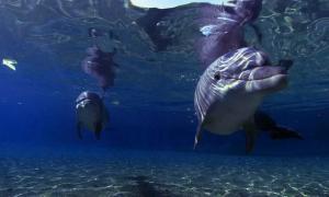 Австралія створює найбільший у світі морський заповідник