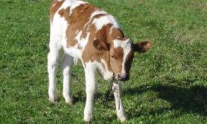 Волинські селяни активно реєструють телят зі своїх господарств