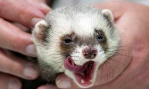 Віщуни Фред і Фунтик пророкують перемогу України над Францією