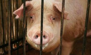 Кнур Фунтик навіщував перемогу Україні та Швеції