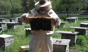 На розвиток бджільництва на Волині спрямують 1,5 мільйона гривень