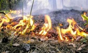 В Україні оголошено найвищий рівень пожежної небезпеки