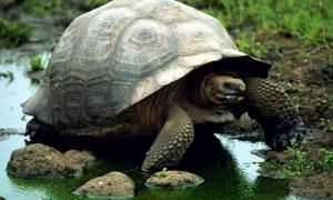 В Еквадорі померла остання у світі гігантська черепаха