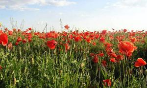 Міліціонери знаходять на городах пенсіонерів плантації маку