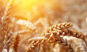 На Волині розпочалися жнива