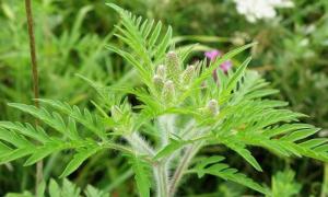 На Волині запроваджено карантинний режим