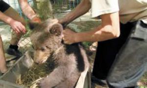 Луцький зоопарк збув ведмежа за шість тисяч гривень бізнесмену з Вінниці