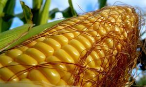 Україна розрахується за кредит Китаю кукурудзою