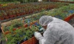 В Ізраїлі вирощують лікувальну марихуану